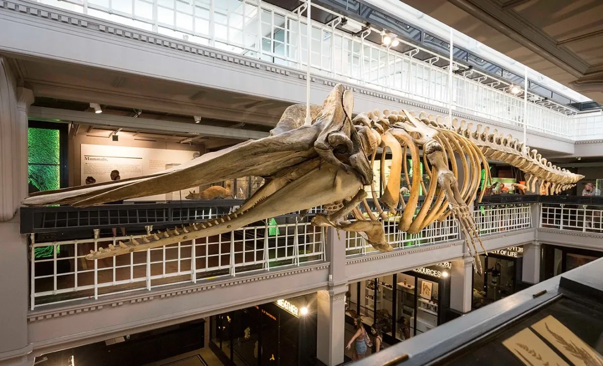Collection Bites: Sperm whales - science, history and deep sea stories — Manchester Museum